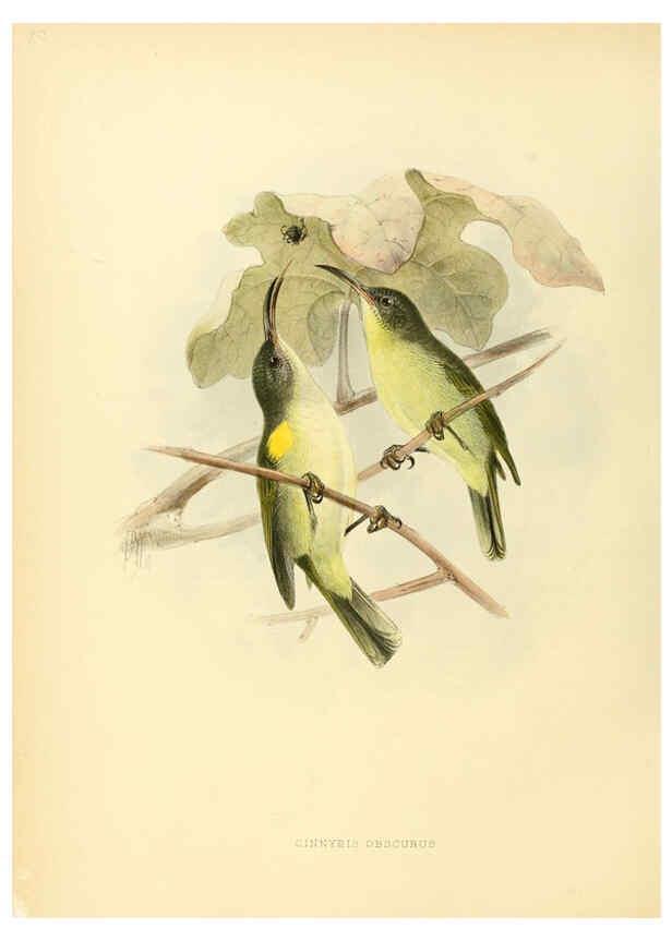 Reproducción/Reproduction 6431118997: A monograph of the Nectariniidae, or, Family of sun-birds London :Published by the author,1876-1880