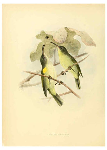Reproducción/Reproduction 6431118997: A monograph of the Nectariniidae, or, Family of sun-birds London :Published by the author,1876-1880