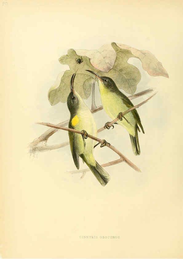 Reproducción/Reproduction 6431118997: A monograph of the Nectariniidae, or, Family of sun-birds London :Published by the author,1876-1880