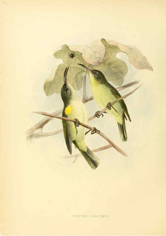 Reproducción/Reproduction 6431118997: A monograph of the Nectariniidae, or, Family of sun-birds London :Published by the author,1876-1880