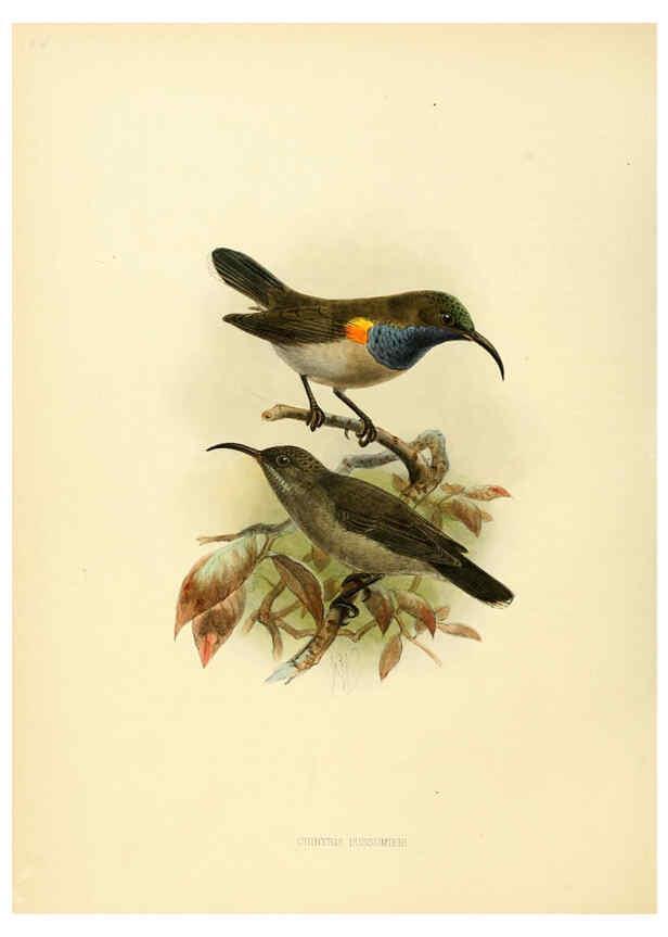 Reproducción/Reproduction 6431119321: A monograph of the Nectariniidae, or, Family of sun-birds London :Published by the author,1876-1880