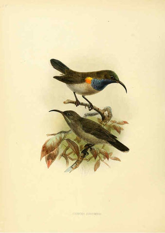 Reproducción/Reproduction 6431119321: A monograph of the Nectariniidae, or, Family of sun-birds London :Published by the author,1876-1880