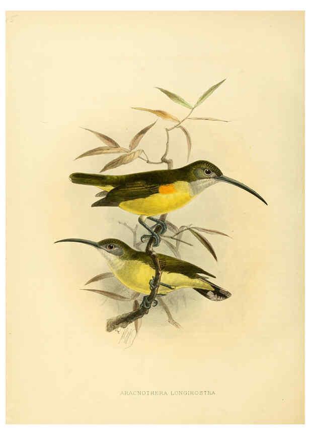 Reproducción/Reproduction 6431128187: A monograph of the Nectariniidae, or, Family of sun-birds London :Published by the author,1876-1880