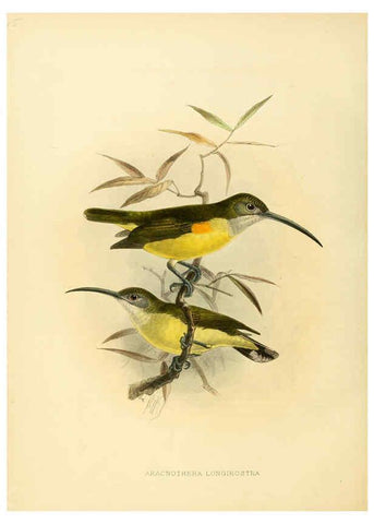 Reproducción/Reproduction 6431128187: A monograph of the Nectariniidae, or, Family of sun-birds London :Published by the author,1876-1880