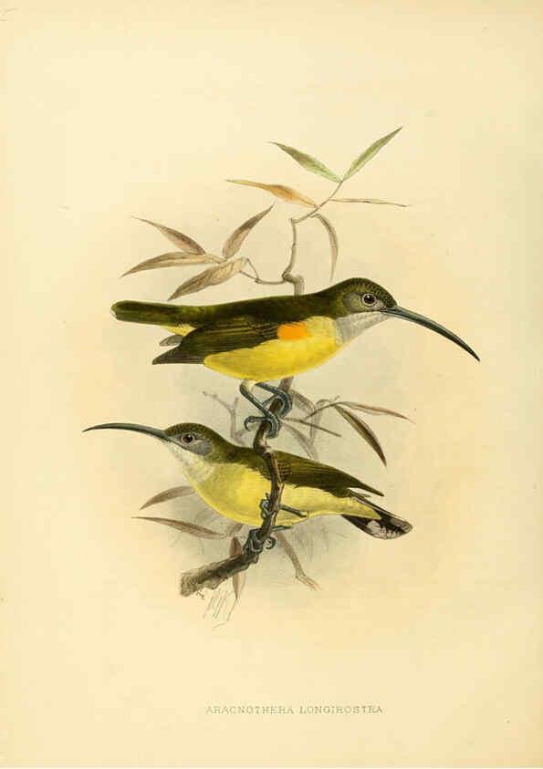 Reproducción/Reproduction 6431128187: A monograph of the Nectariniidae, or, Family of sun-birds London :Published by the author,1876-1880