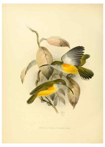 Reproducción/Reproduction 6431128517: A monograph of the Nectariniidae, or, Family of sun-birds London :Published by the author,1876-1880