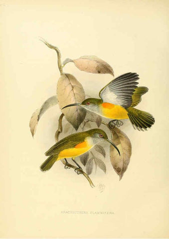 Reproducción/Reproduction 6431128517: A monograph of the Nectariniidae, or, Family of sun-birds London :Published by the author,1876-1880