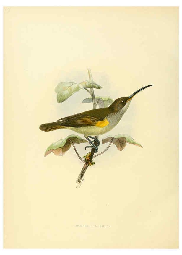 Reproducción/Reproduction 6431128853: A monograph of the Nectariniidae, or, Family of sun-birds London :Published by the author,1876-1880