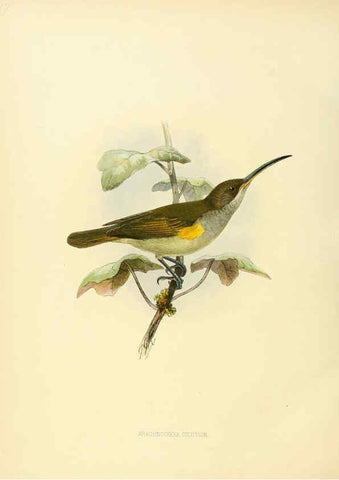 Reproducción/Reproduction 6431128853: A monograph of the Nectariniidae, or, Family of sun-birds London :Published by the author,1876-1880