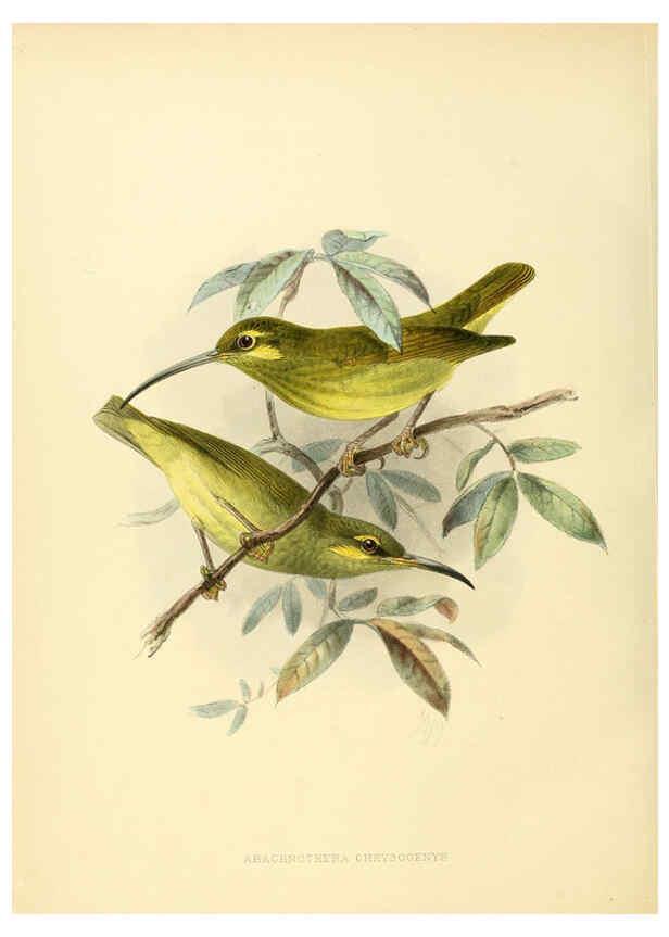 Reproducción/Reproduction 6431129203: A monograph of the Nectariniidae, or, Family of sun-birds London :Published by the author,1876-1880