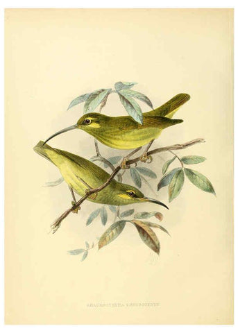 Reproducción/Reproduction 6431129203: A monograph of the Nectariniidae, or, Family of sun-birds London :Published by the author,1876-1880