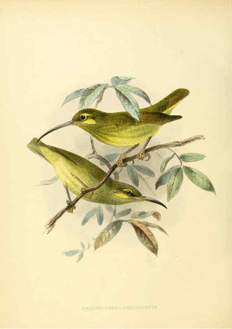 Reproducción/Reproduction 6431129203: A monograph of the Nectariniidae, or, Family of sun-birds London :Published by the author,1876-1880