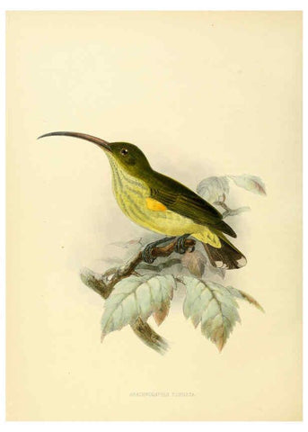 Reproducción/Reproduction 6431129527: A monograph of the Nectariniidae, or, Family of sun-birds London :Published by the author,1876-1880