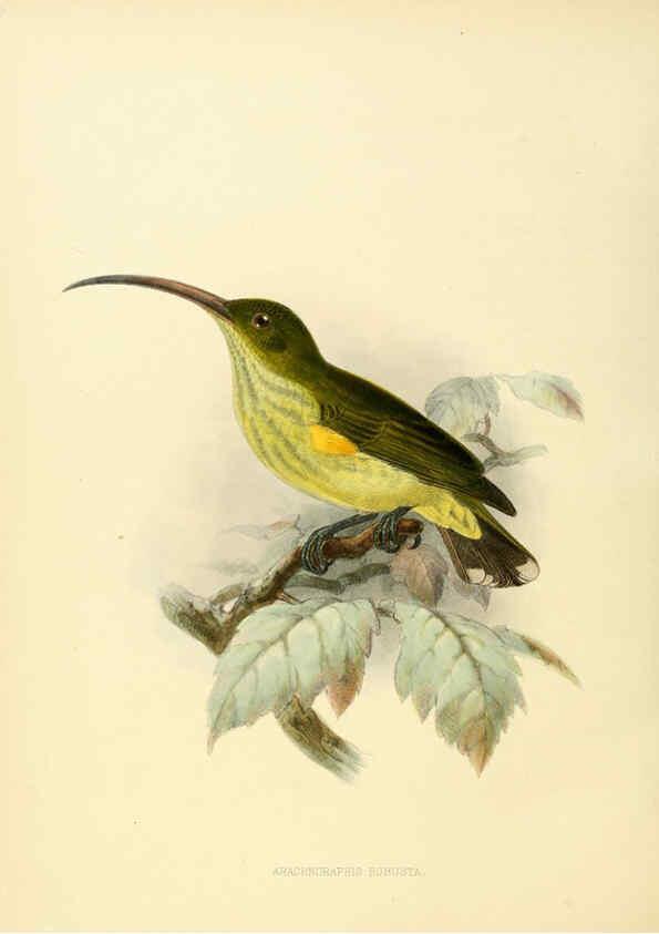 Reproducción/Reproduction 6431129527: A monograph of the Nectariniidae, or, Family of sun-birds London :Published by the author,1876-1880