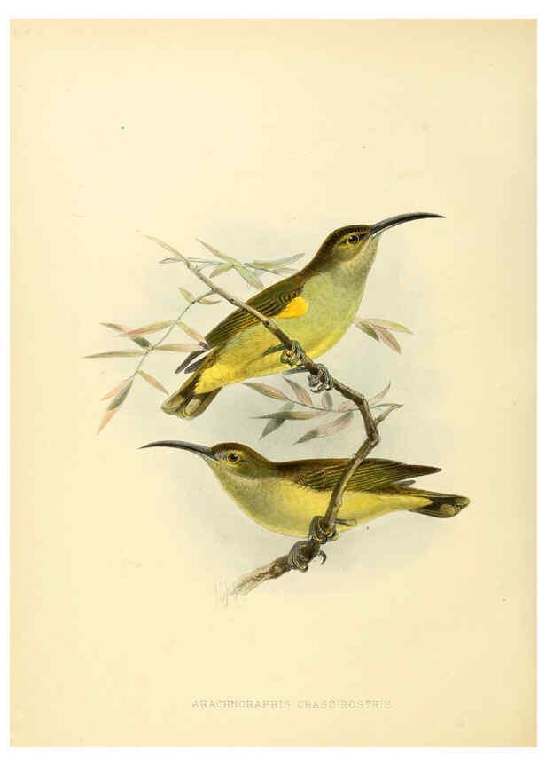 Reproducción/Reproduction 6431129845: A monograph of the Nectariniidae, or, Family of sun-birds London :Published by the author,1876-1880