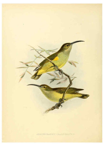 Reproducción/Reproduction 6431129845: A monograph of the Nectariniidae, or, Family of sun-birds London :Published by the author,1876-1880