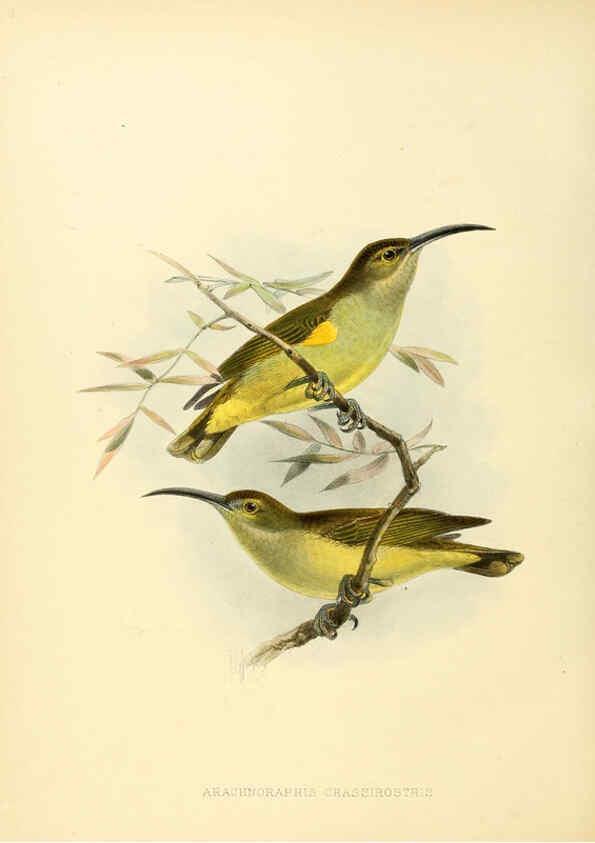Reproducción/Reproduction 6431129845: A monograph of the Nectariniidae, or, Family of sun-birds London :Published by the author,1876-1880