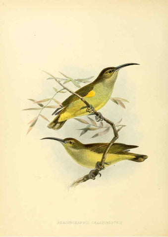 Reproducción/Reproduction 6431129845: A monograph of the Nectariniidae, or, Family of sun-birds London :Published by the author,1876-1880