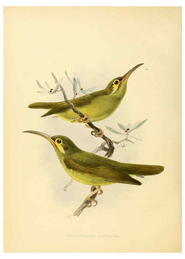 Reproducción/Reproduction 6431130159: A monograph of the Nectariniidae, or, Family of sun-birds London :Published by the author,1876-1880