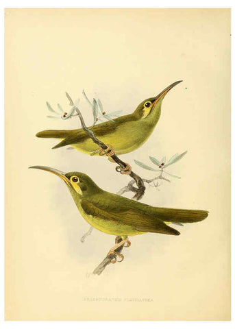 Reproducción/Reproduction 6431130159: A monograph of the Nectariniidae, or, Family of sun-birds London :Published by the author,1876-1880