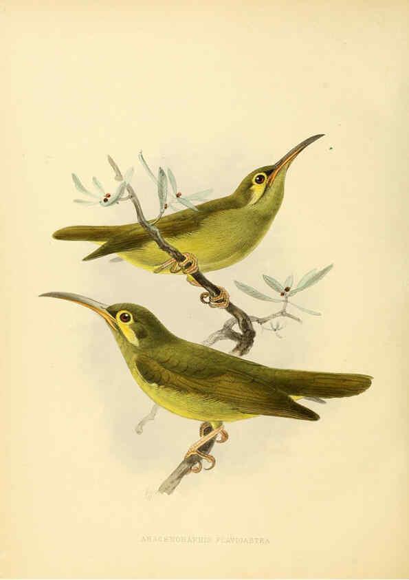 Reproducción/Reproduction 6431130159: A monograph of the Nectariniidae, or, Family of sun-birds London :Published by the author,1876-1880