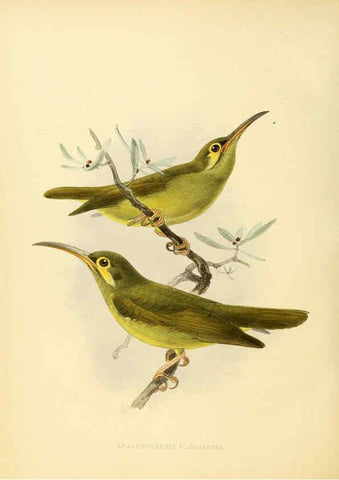 Reproducción/Reproduction 6431130159: A monograph of the Nectariniidae, or, Family of sun-birds London :Published by the author,1876-1880