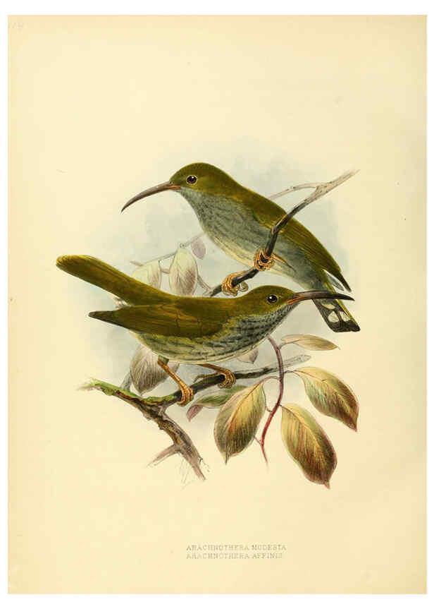 Reproducción/Reproduction 6431127357: A monograph of the Nectariniidae, or, Family of sun-birds London :Published by the author,1876-1880
