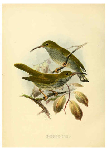 Reproducción/Reproduction 6431127357: A monograph of the Nectariniidae, or, Family of sun-birds London :Published by the author,1876-1880