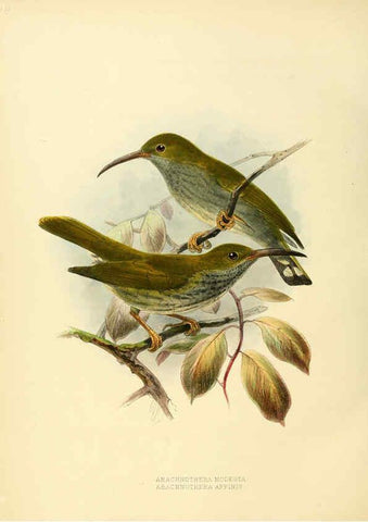 Reproducción/Reproduction 6431127357: A monograph of the Nectariniidae, or, Family of sun-birds London :Published by the author,1876-1880