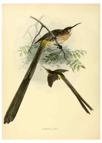 Reproducción/Reproduction 6431130503: A monograph of the Nectariniidae, or, Family of sun-birds London :Published by the author,1876-1880