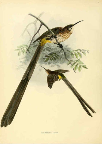 Reproducción/Reproduction 6431130503: A monograph of the Nectariniidae, or, Family of sun-birds London :Published by the author,1876-1880