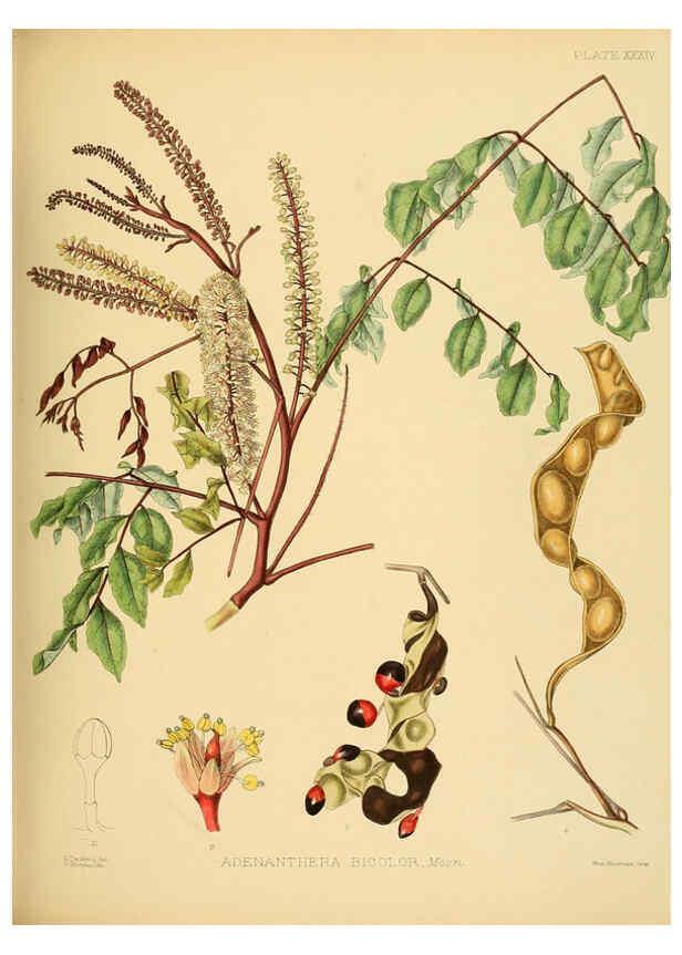 Reproducción/Reproduction 6430643921: A hand-book to the flora of Ceylon. atlas. London :Dulau,1893-1931