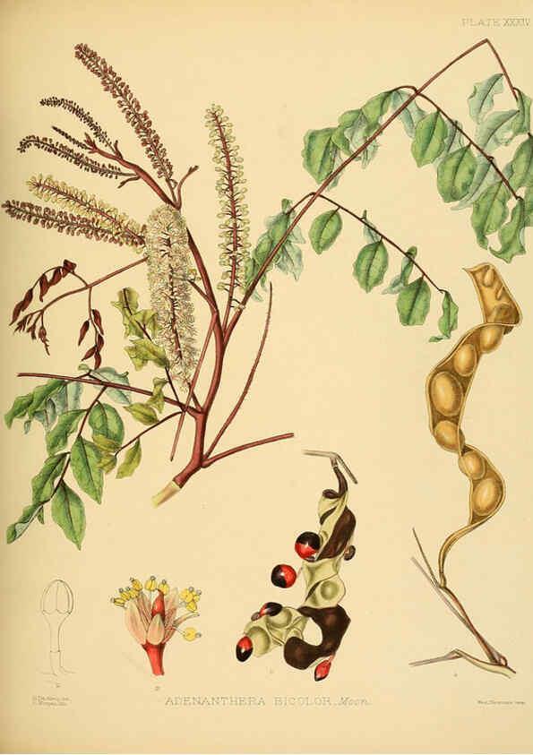 Reproducción/Reproduction 6430643921: A hand-book to the flora of Ceylon. atlas. London :Dulau,1893-1931