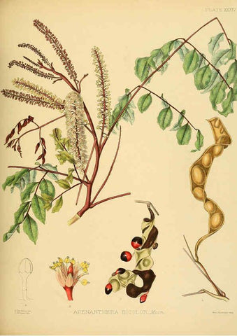 Reproducción/Reproduction 6430643921: A hand-book to the flora of Ceylon. atlas. London :Dulau,1893-1931