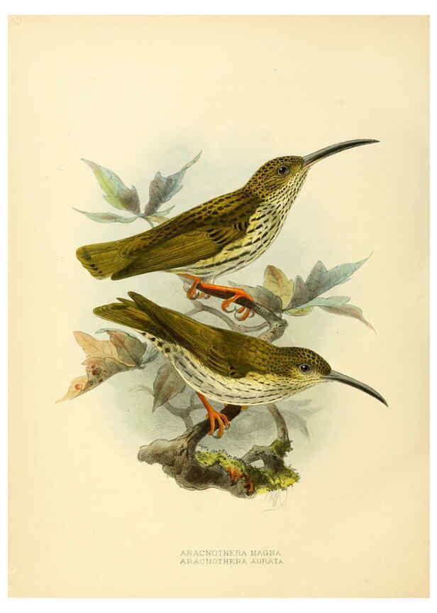 Reproducción/Reproduction 6431126873: A monograph of the Nectariniidae, or, Family of sun-birds London :Published by the author,1876-1880