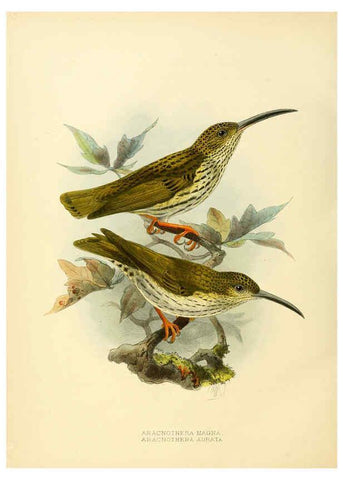 Reproducción/Reproduction 6431126873: A monograph of the Nectariniidae, or, Family of sun-birds London :Published by the author,1876-1880