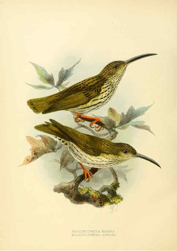 Reproducción/Reproduction 6431126873: A monograph of the Nectariniidae, or, Family of sun-birds London :Published by the author,1876-1880