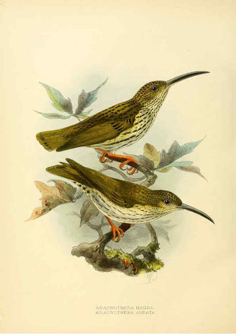 Reproducción/Reproduction 6431126873: A monograph of the Nectariniidae, or, Family of sun-birds London :Published by the author,1876-1880
