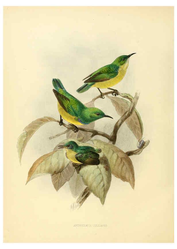 Reproducción/Reproduction 6431126225: A monograph of the Nectariniidae, or, Family of sun-birds London :Published by the author,1876-1880