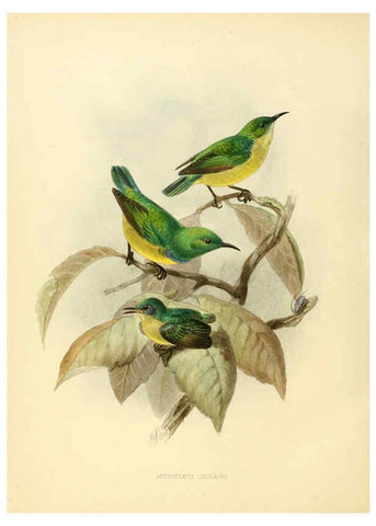 Reproducción/Reproduction 6431126225: A monograph of the Nectariniidae, or, Family of sun-birds London :Published by the author,1876-1880