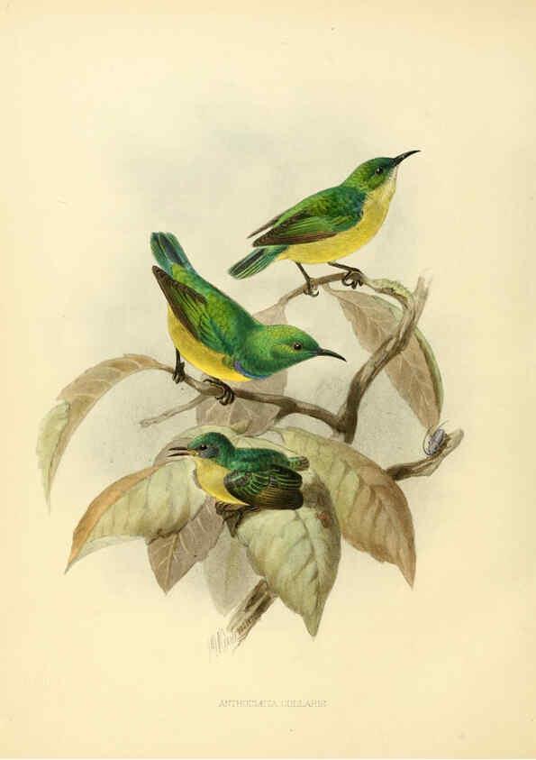 Reproducción/Reproduction 6431126225: A monograph of the Nectariniidae, or, Family of sun-birds London :Published by the author,1876-1880