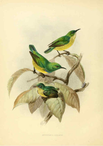 Reproducción/Reproduction 6431126225: A monograph of the Nectariniidae, or, Family of sun-birds London :Published by the author,1876-1880