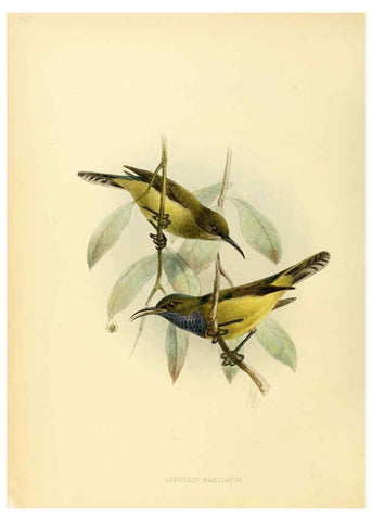 Reproducción/Reproduction 6431119855: A monograph of the Nectariniidae, or, Family of sun-birds London :Published by the author,1876-1880