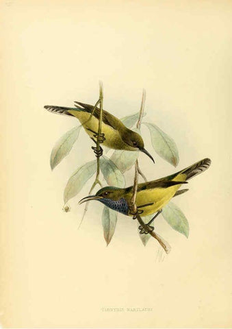 Reproducción/Reproduction 6431119855: A monograph of the Nectariniidae, or, Family of sun-birds London :Published by the author,1876-1880