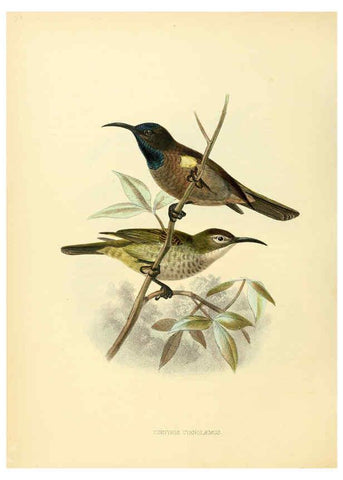 Reproducción/Reproduction 6431120253: A monograph of the Nectariniidae, or, Family of sun-birds London :Published by the author,1876-1880