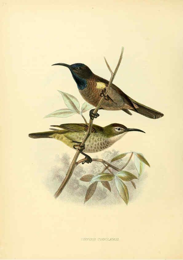 Reproducción/Reproduction 6431120253: A monograph of the Nectariniidae, or, Family of sun-birds London :Published by the author,1876-1880