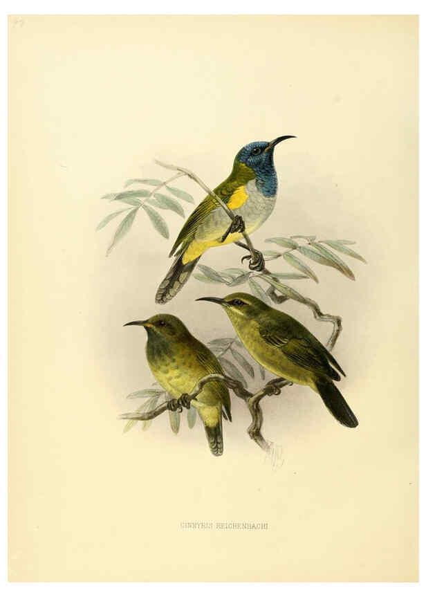 Reproducción/Reproduction 6431120573: A monograph of the Nectariniidae, or, Family of sun-birds London :Published by the author,1876-1880