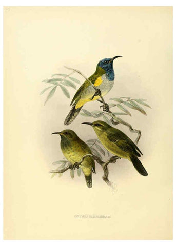 Reproducción/Reproduction 6431120573: A monograph of the Nectariniidae, or, Family of sun-birds London :Published by the author,1876-1880