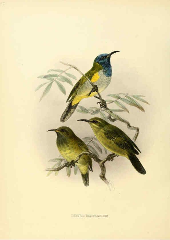 Reproducción/Reproduction 6431120573: A monograph of the Nectariniidae, or, Family of sun-birds London :Published by the author,1876-1880