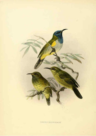 Reproducción/Reproduction 6431120573: A monograph of the Nectariniidae, or, Family of sun-birds London :Published by the author,1876-1880